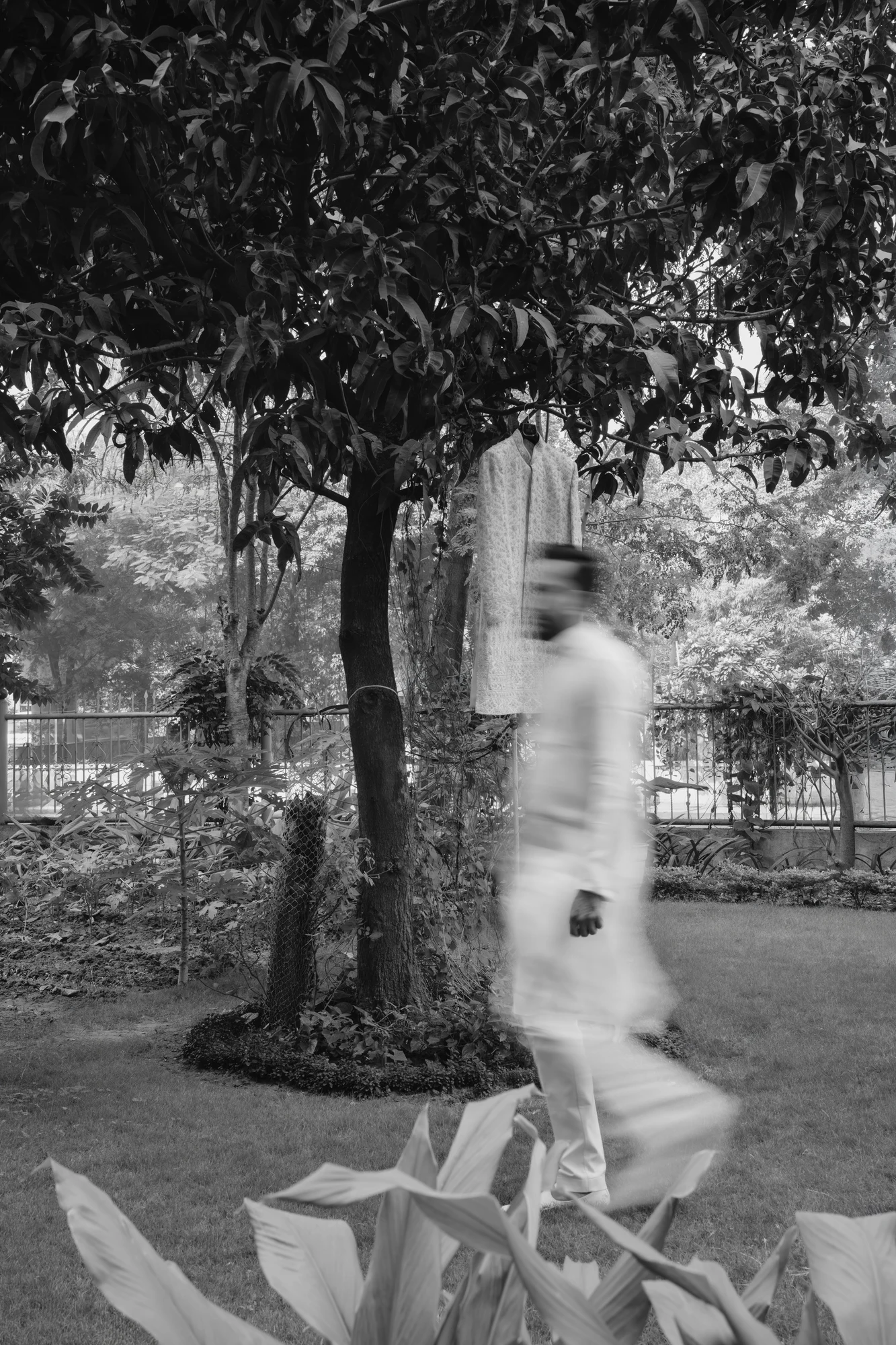 Black and white groom under banyan tree